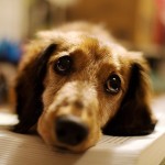 sad dog